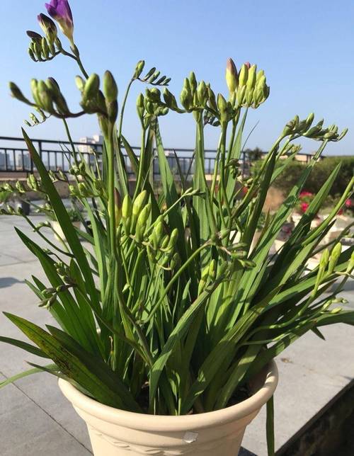 香雪兰怎么矮化，香雪兰矮化素不能随便用？-第7张图片-优品飞百科