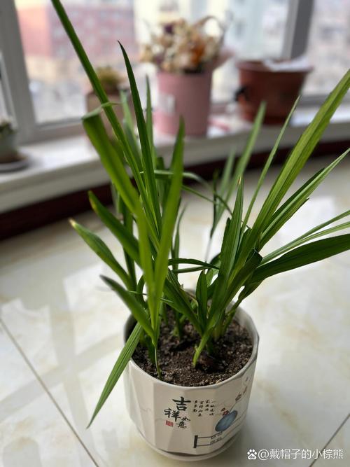 香雪兰怎么矮化，香雪兰矮化素不能随便用？-第8张图片-优品飞百科