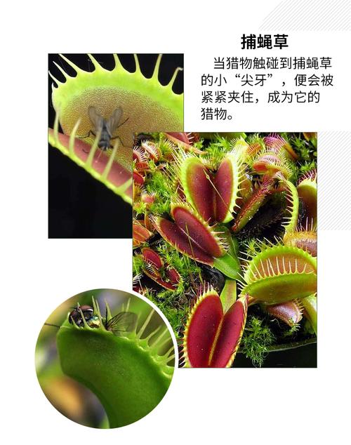 食蚊草怎么养殖，食蚊草的养殖方法与注意事项？