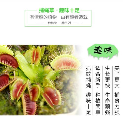 食蚊草怎么养殖，食蚊草的养殖方法与注意事项？-第2张图片-优品飞百科