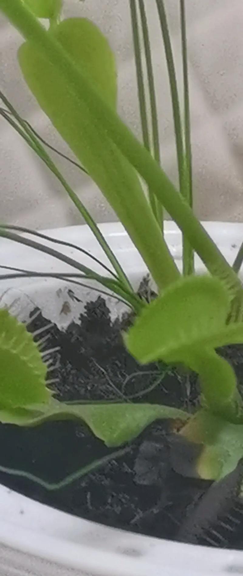 食蚊草怎么养殖，食蚊草的养殖方法与注意事项？-第3张图片-优品飞百科