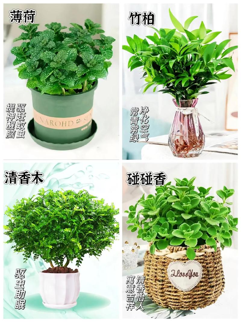 食蚊草怎么养殖，食蚊草的养殖方法与注意事项？-第4张图片-优品飞百科