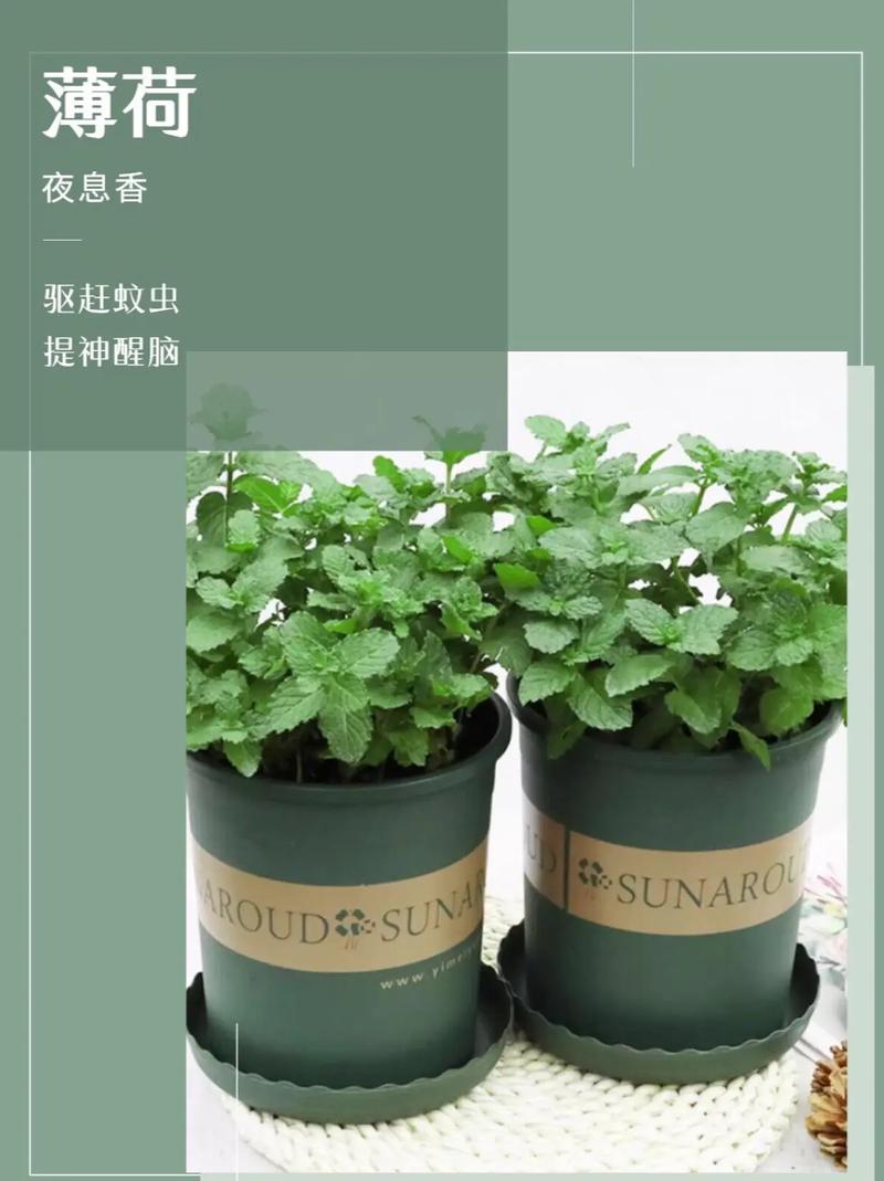 食蚊草怎么养殖，食蚊草的养殖方法与注意事项？-第5张图片-优品飞百科