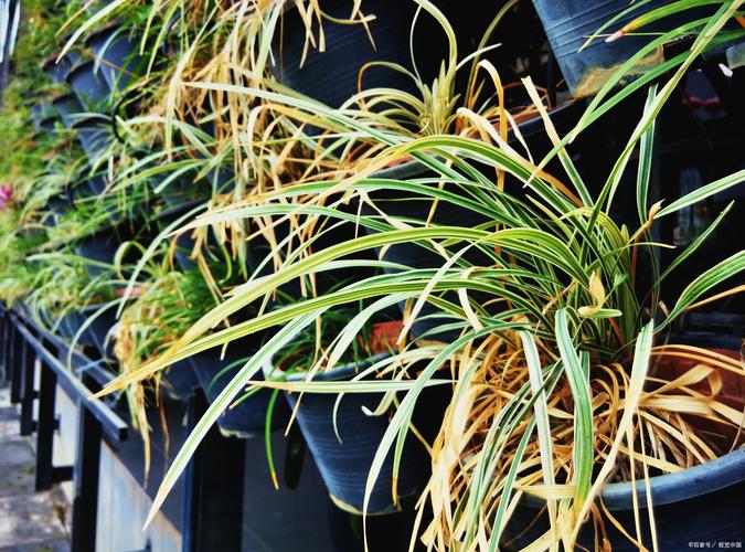 吊兰“黄叶”“干尖”，吊兰黄叶干尖怎么办-第2张图片-优品飞百科