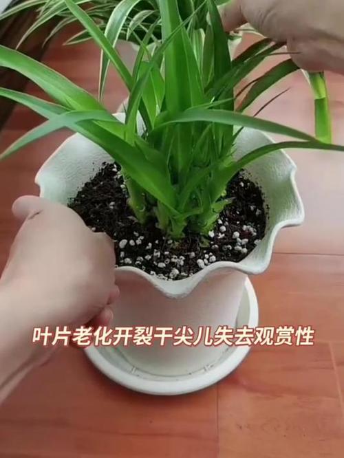 吊兰“黄叶”“干尖”，吊兰黄叶干尖怎么办-第3张图片-优品飞百科