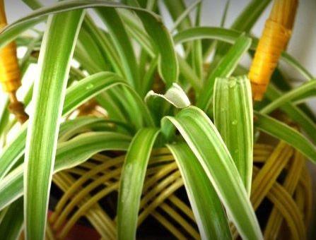 吊兰“黄叶”“干尖”，吊兰黄叶干尖怎么办-第4张图片-优品飞百科