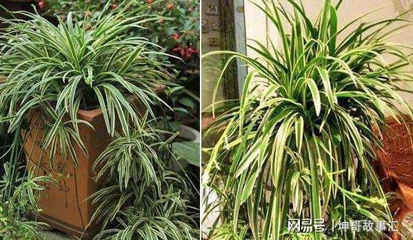 吊兰“黄叶”“干尖”，吊兰黄叶干尖怎么办-第5张图片-优品飞百科