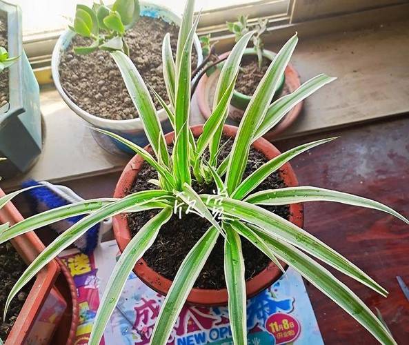 吊兰“黄叶”“干尖”，吊兰黄叶干尖怎么办-第6张图片-优品飞百科