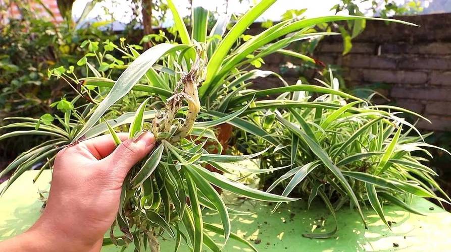 吊兰“黄叶”“干尖”，吊兰黄叶干尖怎么办-第7张图片-优品飞百科