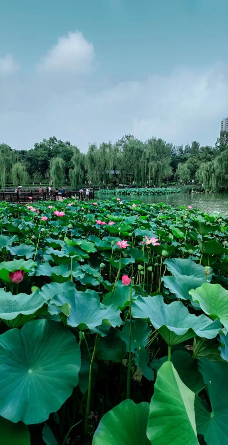 荷花花期怎么养护，荷花花朵怎么养