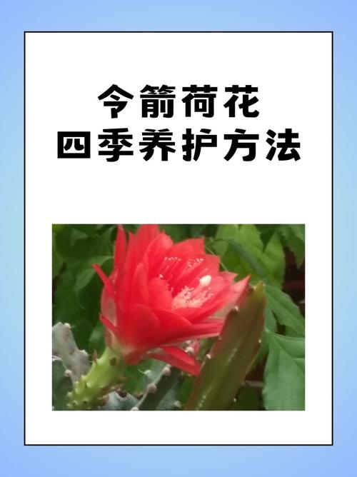 荷花花期怎么养护，荷花花朵怎么养-第2张图片-优品飞百科