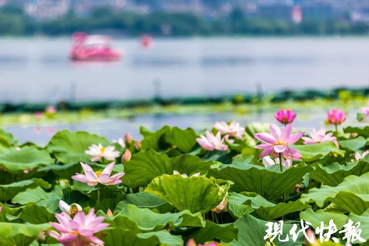 荷花花期怎么养护，荷花花朵怎么养-第5张图片-优品飞百科