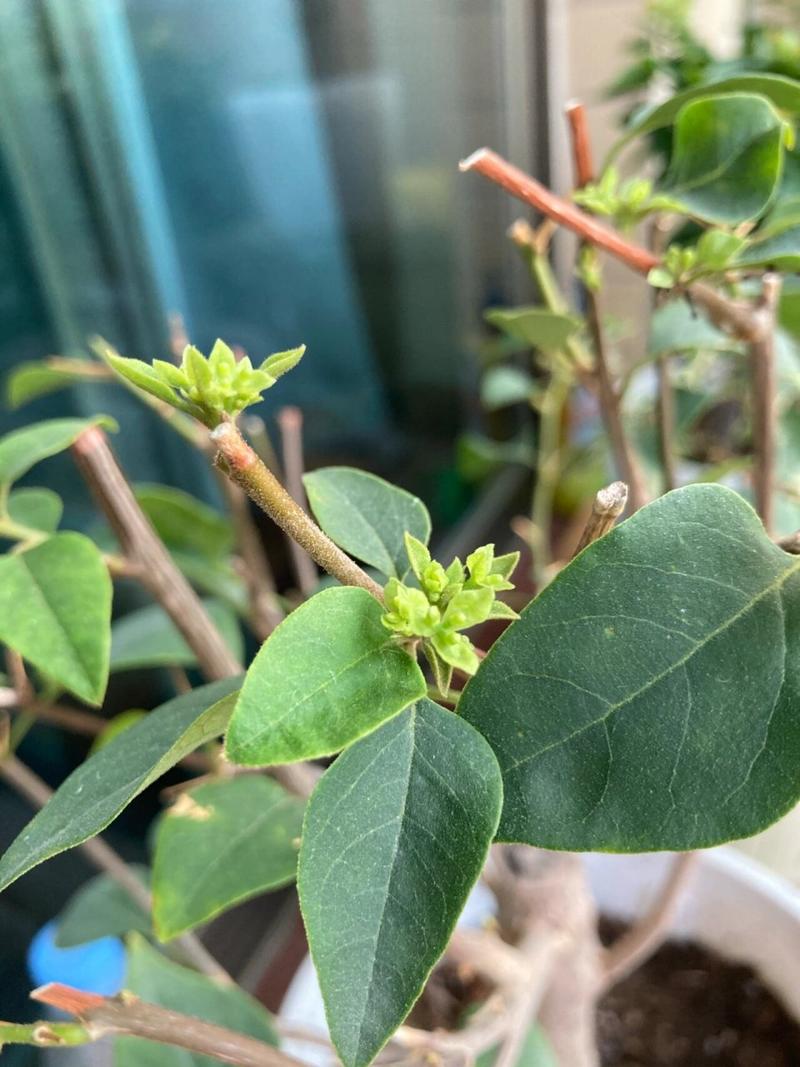 三角梅浇水要浇透吗？三角梅浇水要浇透吗？