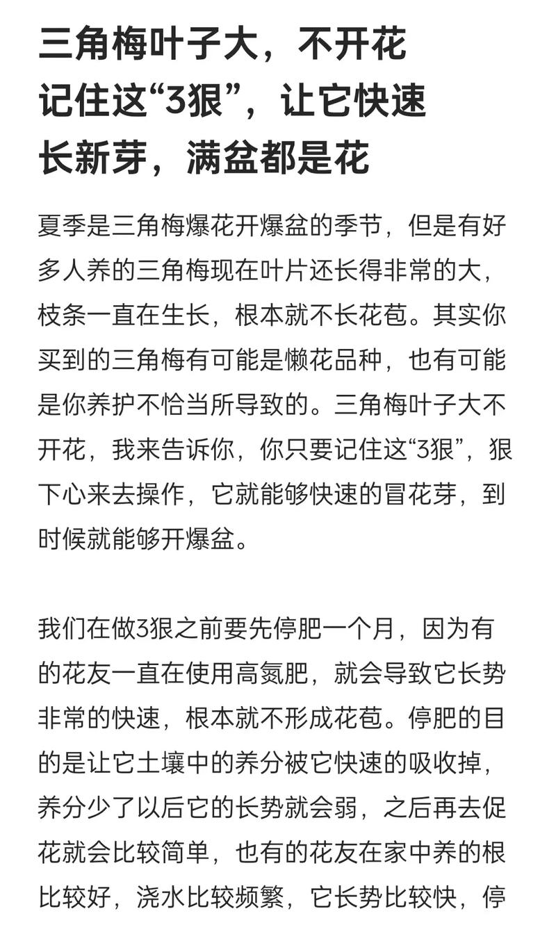 三角梅浇水要浇透吗？三角梅浇水要浇透吗？-第3张图片-优品飞百科