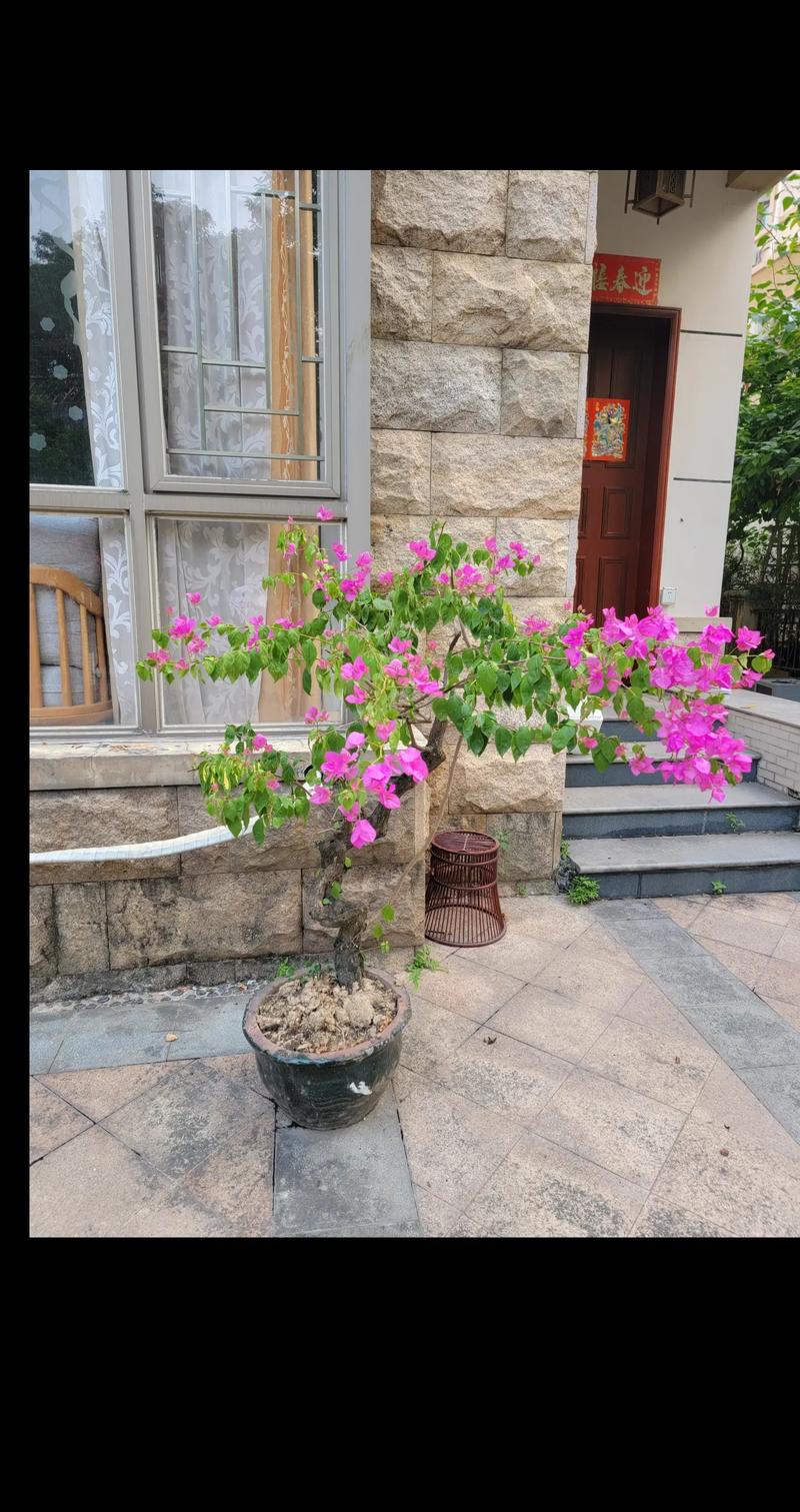 三角梅浇水要浇透吗？三角梅浇水要浇透吗？-第4张图片-优品飞百科