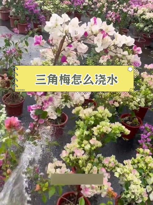 三角梅浇水要浇透吗？三角梅浇水要浇透吗？-第5张图片-优品飞百科