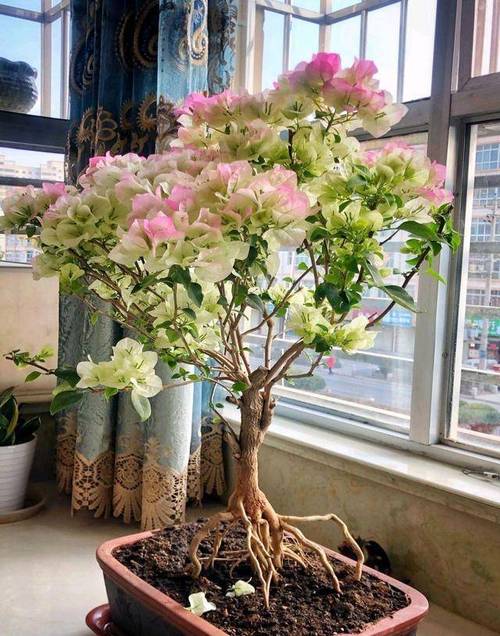 三角梅浇水要浇透吗？三角梅浇水要浇透吗？-第6张图片-优品飞百科