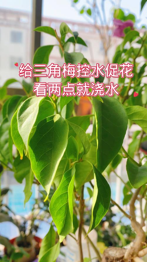 三角梅浇水要浇透吗？三角梅浇水要浇透吗？-第7张图片-优品飞百科