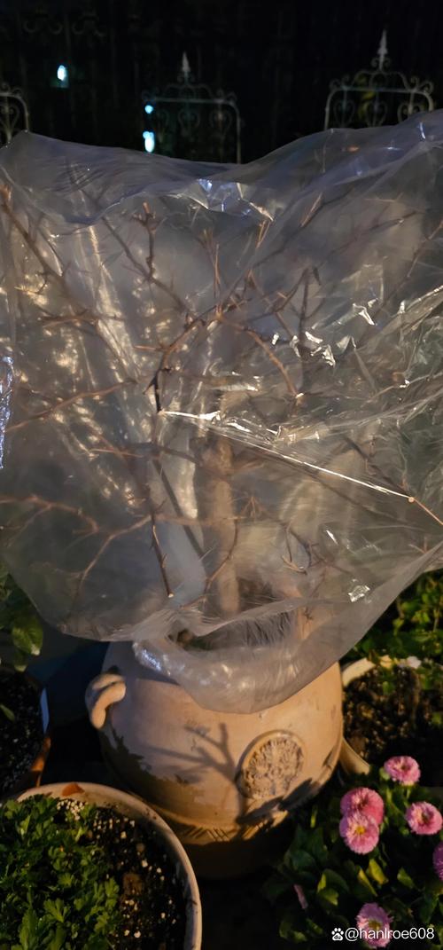 三角梅浇水要浇透吗？三角梅浇水要浇透吗？-第8张图片-优品飞百科