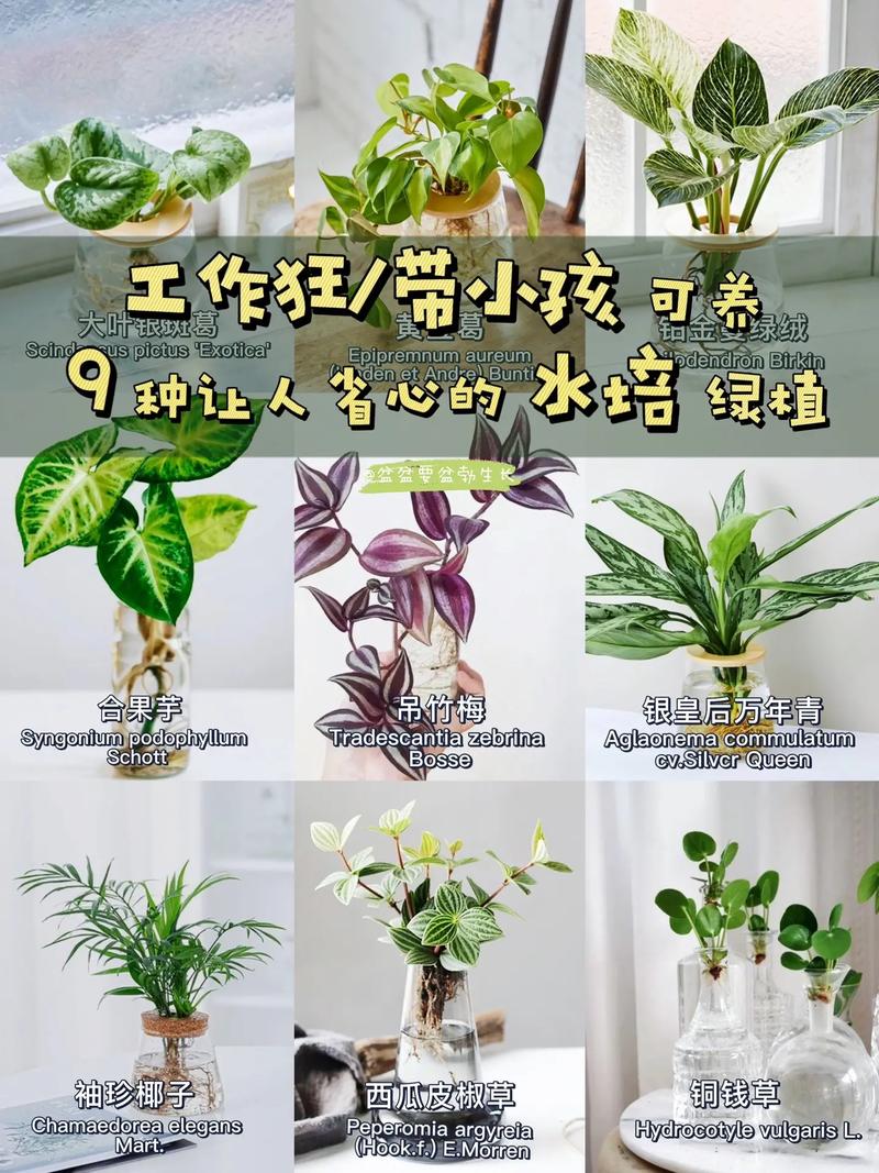 大叶绿萝能水培吗？大叶绿萝能水培吗？-第2张图片-优品飞百科