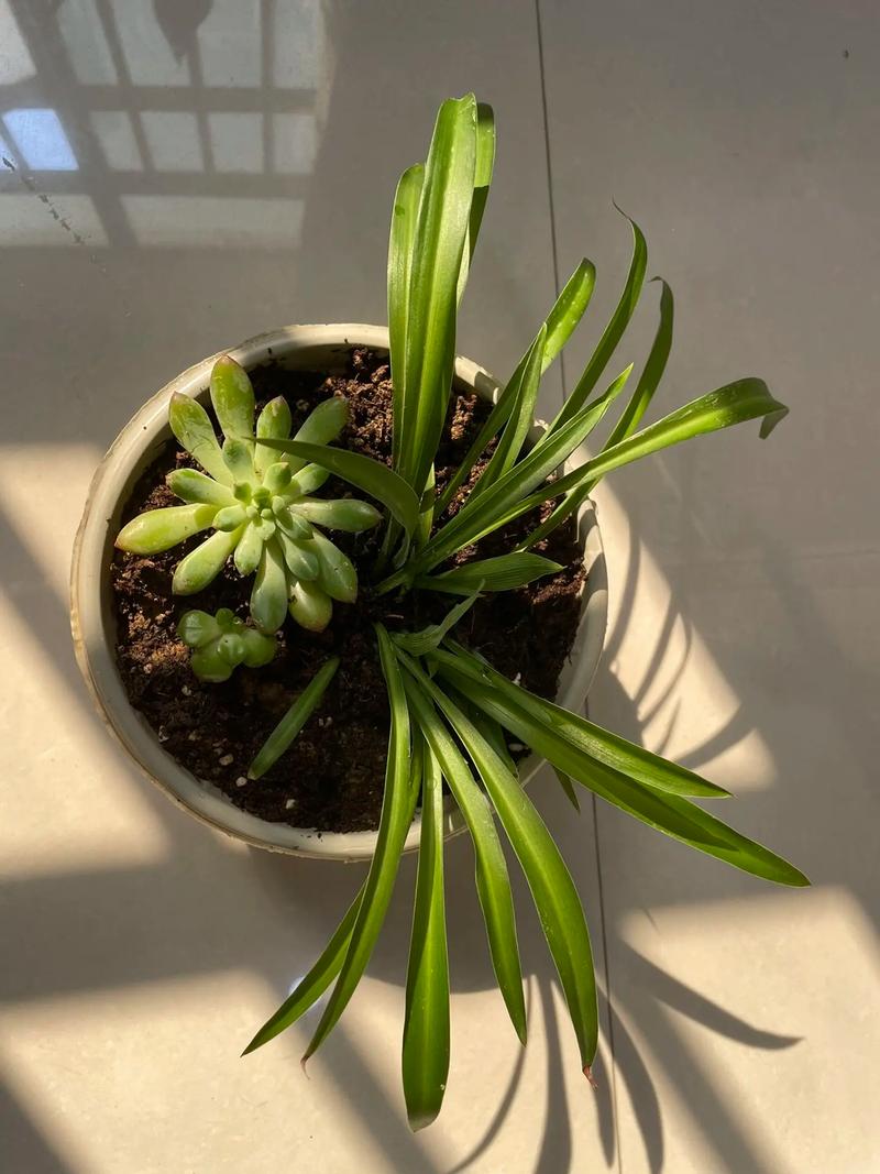 大叶绿萝能水培吗？大叶绿萝能水培吗？