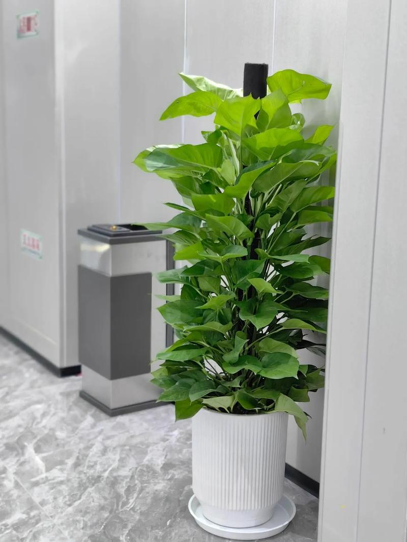 大叶绿萝能水培吗？大叶绿萝能水培吗？-第5张图片-优品飞百科