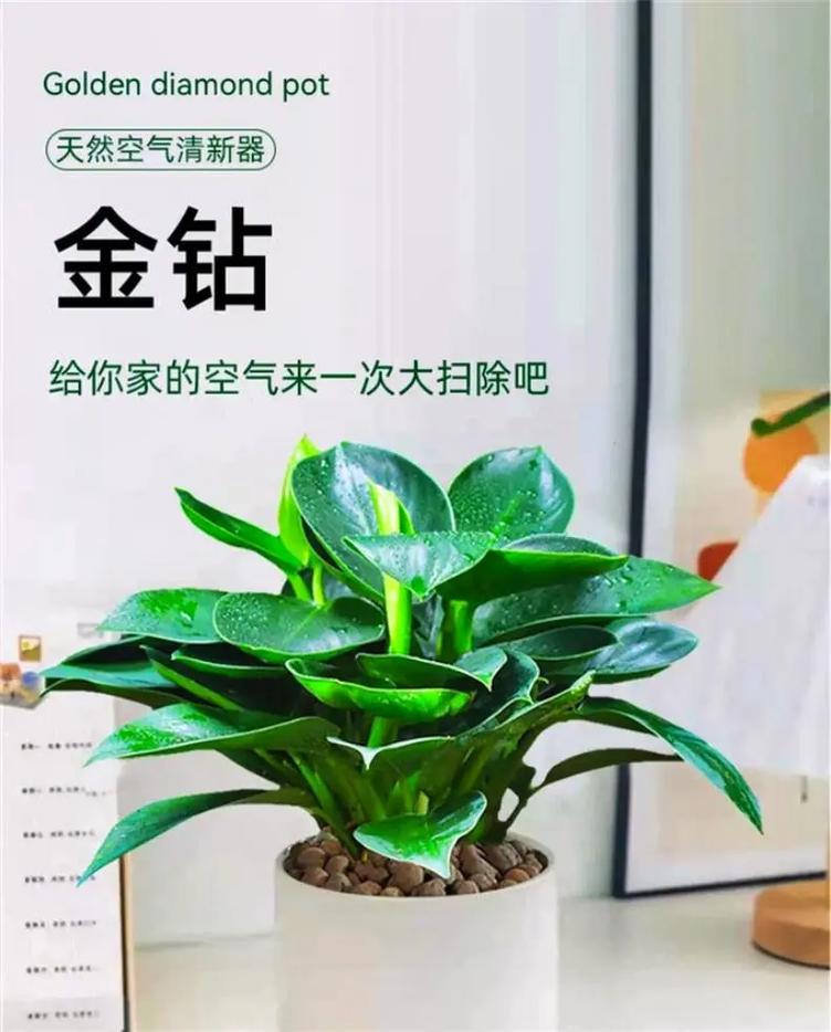 大叶绿萝能水培吗？大叶绿萝能水培吗？-第6张图片-优品飞百科