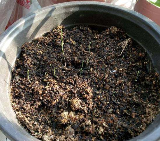 文竹种子怎么种，文竹种子怎么种植方法如下？