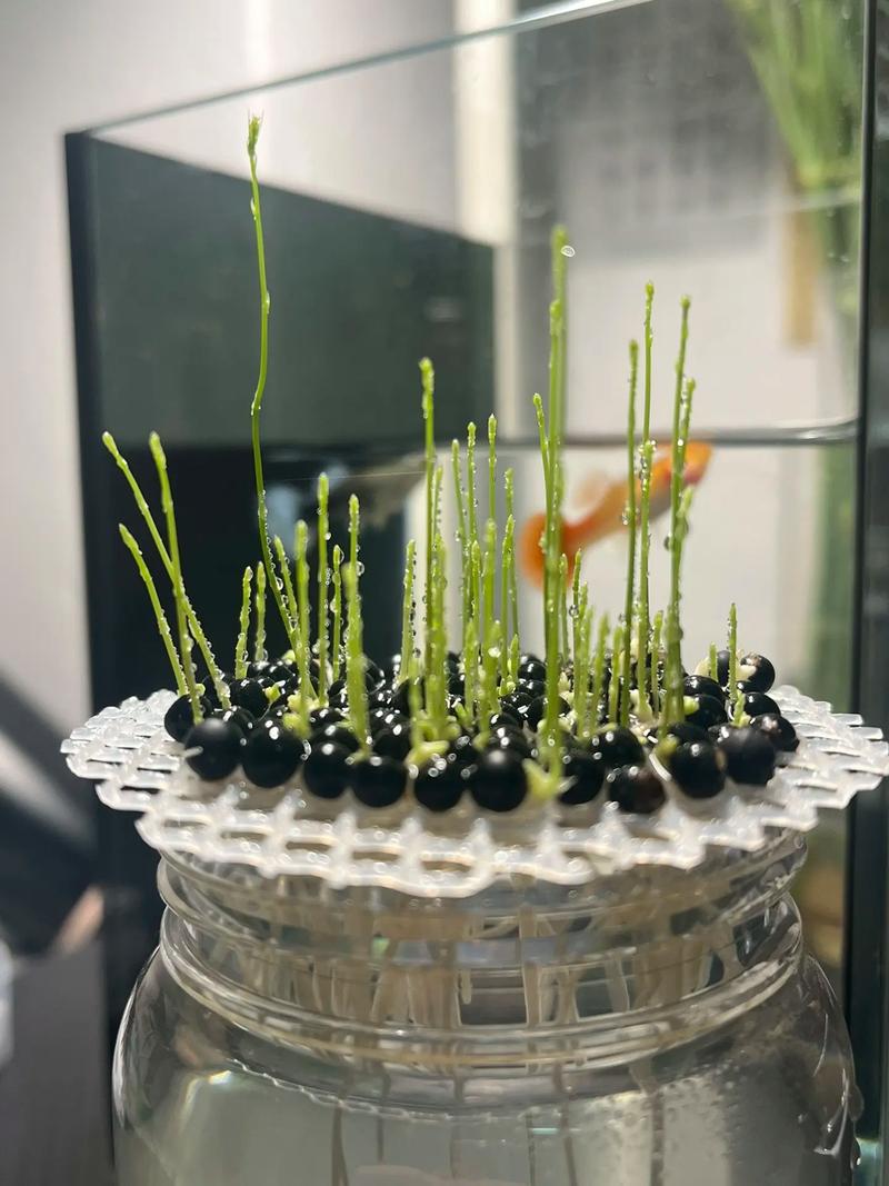 文竹种子怎么种，文竹种子怎么种植方法如下？-第2张图片-优品飞百科