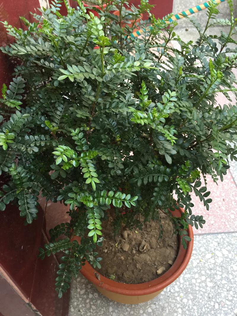 文竹种子怎么种，文竹种子怎么种植方法如下？-第3张图片-优品飞百科