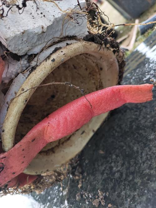 绿宝树冬天怎么养，绿宝树冬天可以剪枝吗-第3张图片-优品飞百科