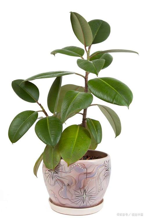 绿宝树冬天怎么养，绿宝树冬天可以剪枝吗-第5张图片-优品飞百科