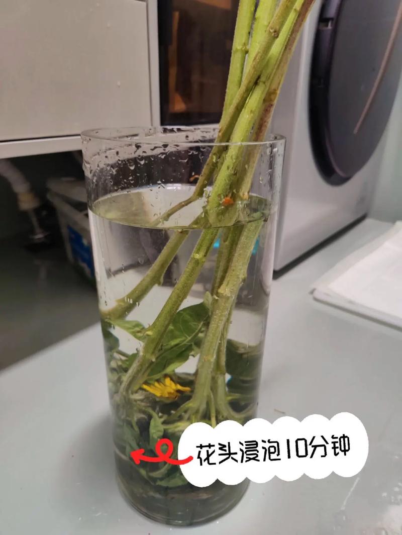 向日葵怎么修剪，向日葵怎么修剪好看-第3张图片-优品飞百科