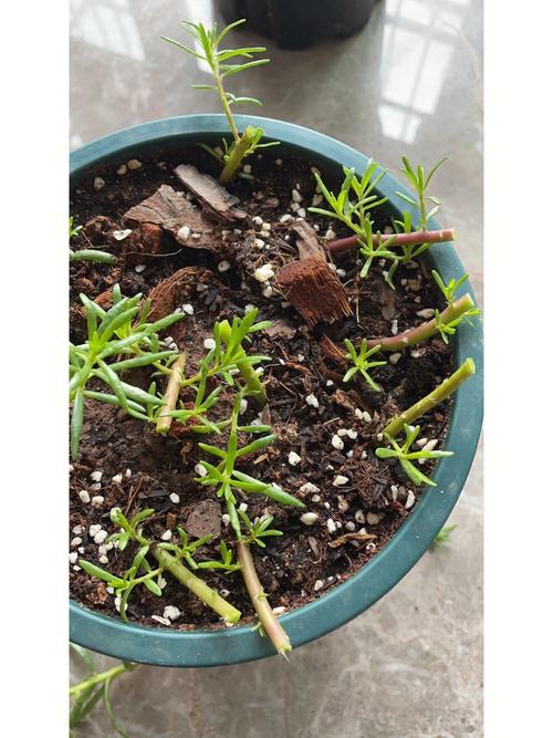 向日葵怎么修剪，向日葵怎么修剪好看-第4张图片-优品飞百科