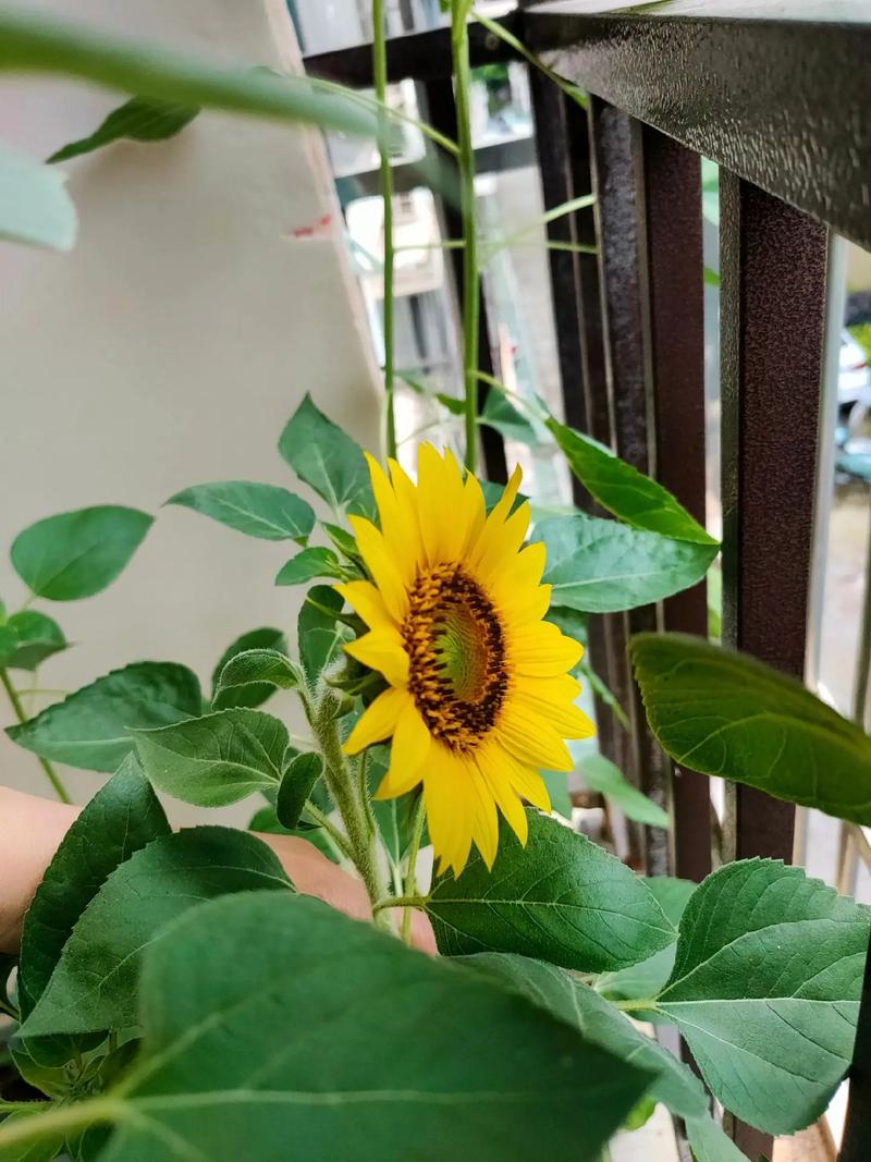 向日葵怎么修剪，向日葵怎么修剪好看-第5张图片-优品飞百科