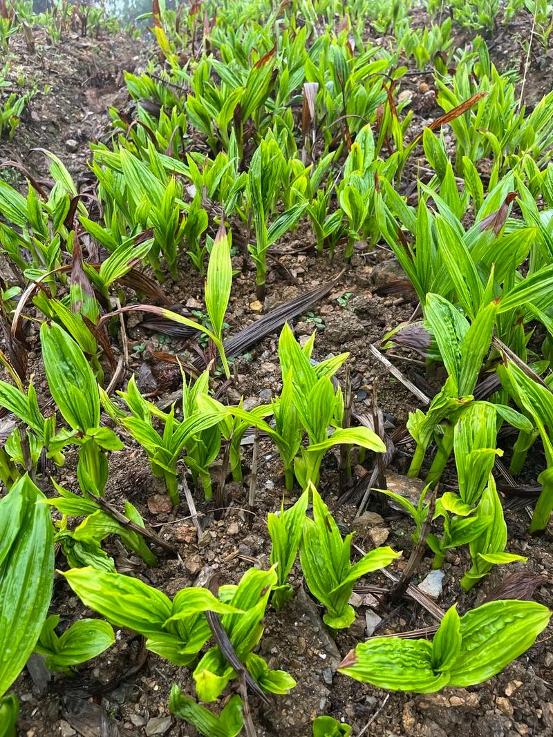 白芨种植技术，白芨种植技术与管理？-第3张图片-优品飞百科