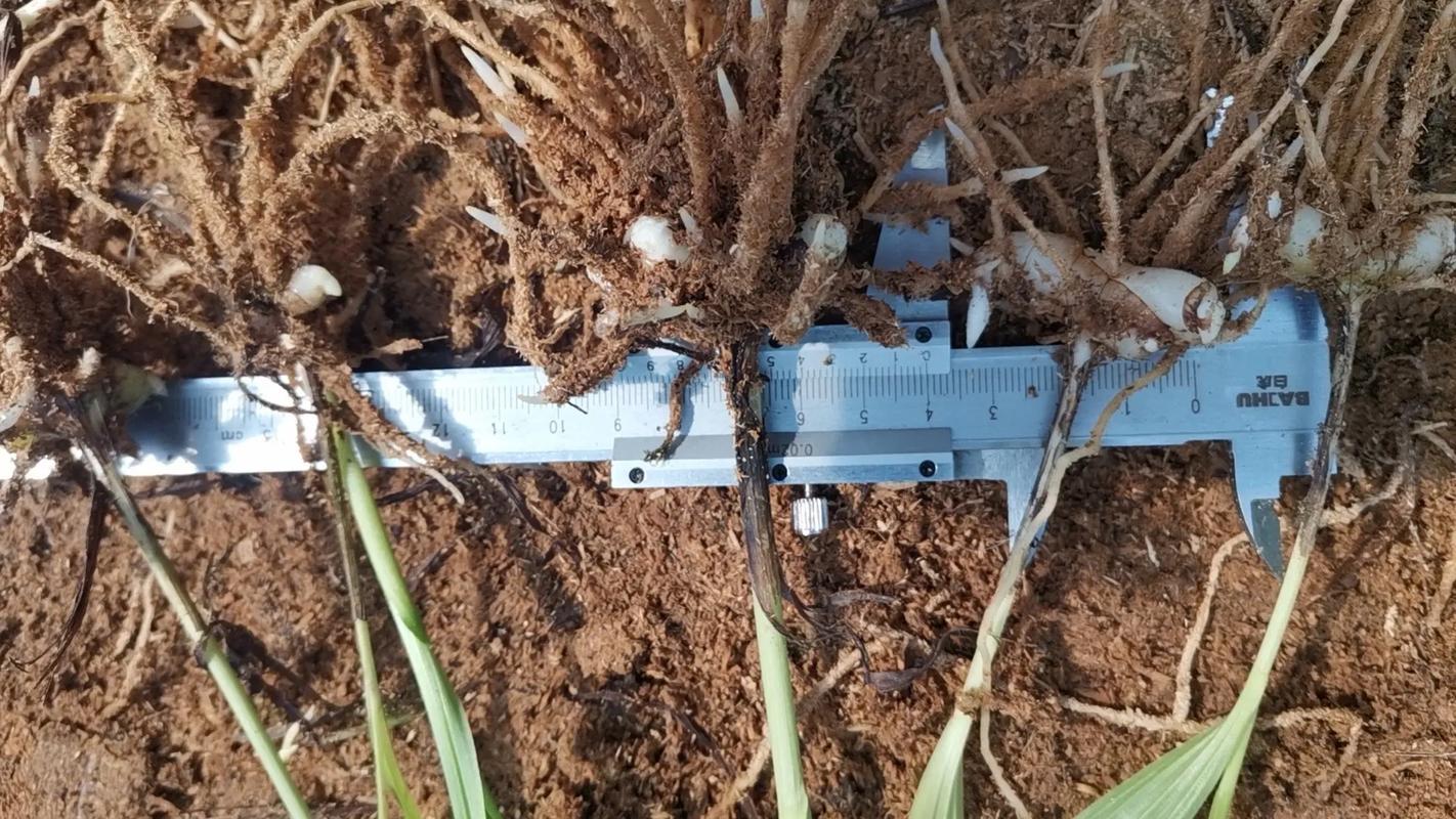 白芨种植技术，白芨种植技术与管理？-第4张图片-优品飞百科