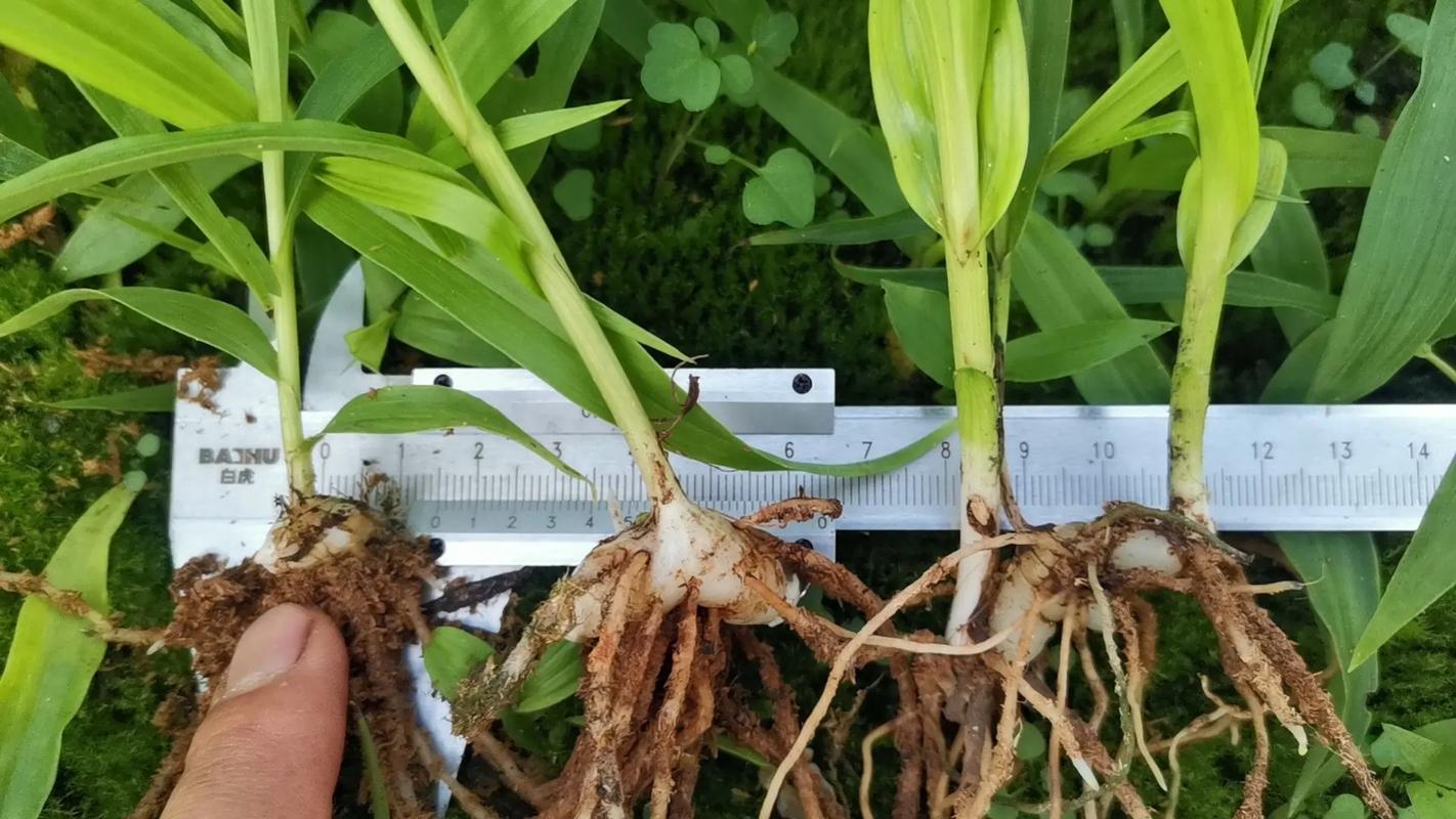 白芨种植技术，白芨种植技术与管理？-第5张图片-优品飞百科