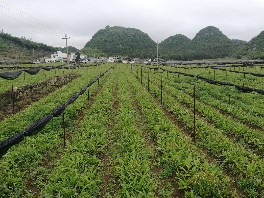 白芨种植技术，白芨种植技术与管理？-第6张图片-优品飞百科