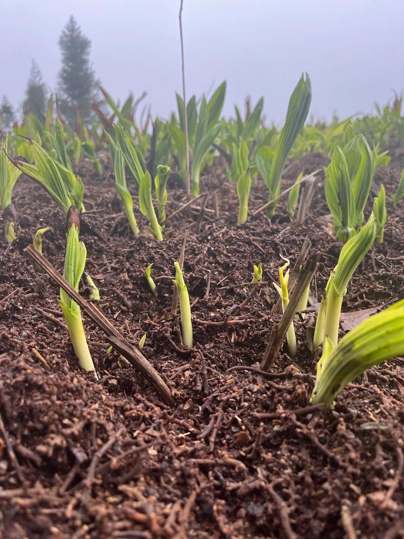 白芨种植技术，白芨种植技术与管理？-第7张图片-优品飞百科