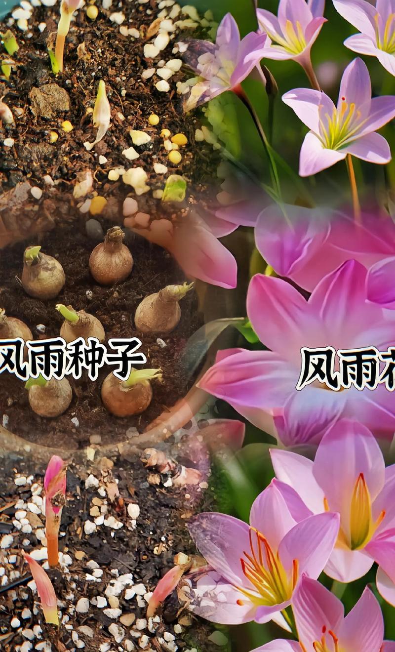 兰花催花技巧,兰花催花用什么肥料好-第2张图片-优品飞百科 兰花催花技巧,兰花催花用什么肥料好-第2张图片-优品飞百科
