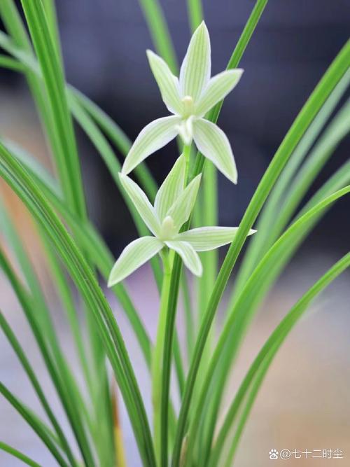 兰花催花技巧，兰花催花用什么肥料好