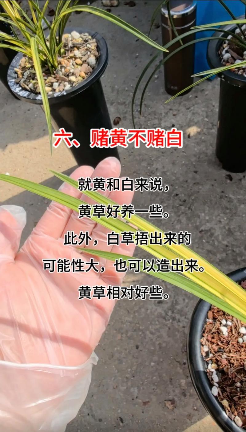 兰花催花技巧,兰花催花用什么肥料好-第3张图片-优品飞百科 兰花催花技巧,兰花催花用什么肥料好-第3张图片-优品飞百科