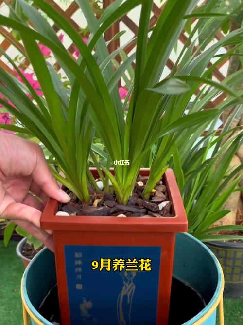 兰花催花技巧,兰花催花用什么肥料好-第4张图片-优品飞百科 兰花催花技巧,兰花催花用什么肥料好-第4张图片-优品飞百科