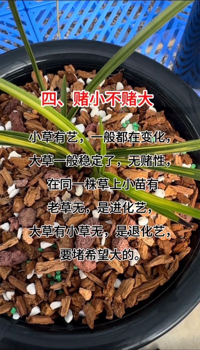 兰花催花技巧,兰花催花用什么肥料好-第5张图片-优品飞百科 兰花催花技巧,兰花催花用什么肥料好-第5张图片-优品飞百科