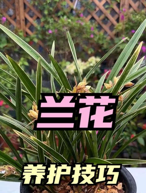 兰花催花技巧,兰花催花用什么肥料好-第6张图片-优品飞百科 兰花催花技巧,兰花催花用什么肥料好-第6张图片-优品飞百科