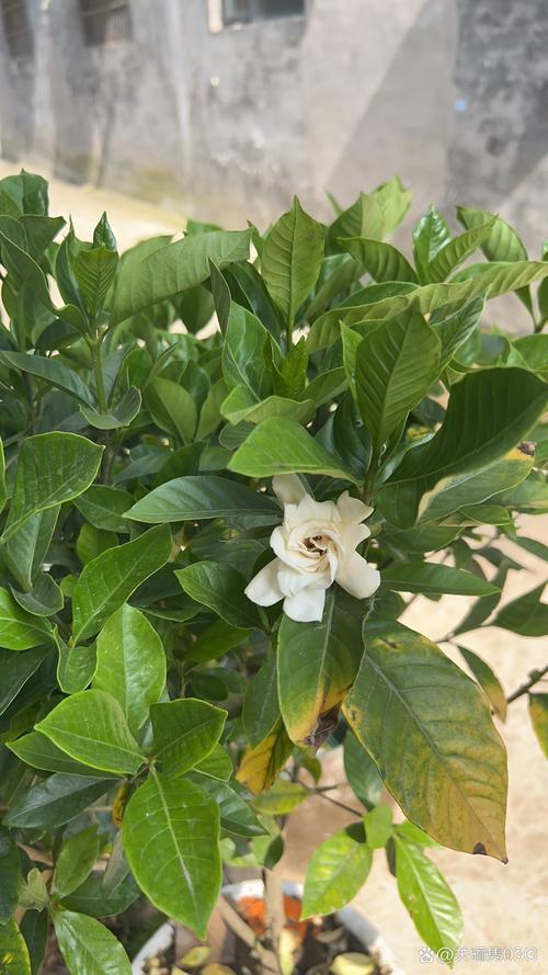 栀子花花期后怎么养护？栀子花花期后怎么养护和浇水？