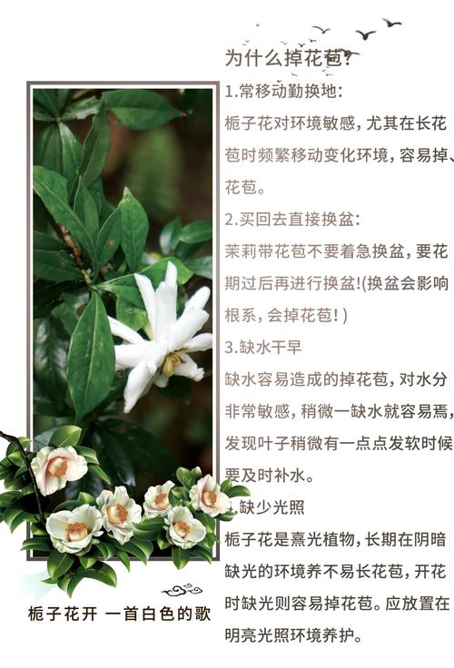 栀子花花期后怎么养护？栀子花花期后怎么养护和浇水？-第2张图片-优品飞百科