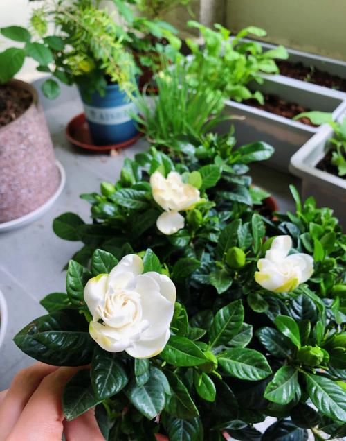 栀子花花期后怎么养护？栀子花花期后怎么养护和浇水？-第5张图片-优品飞百科