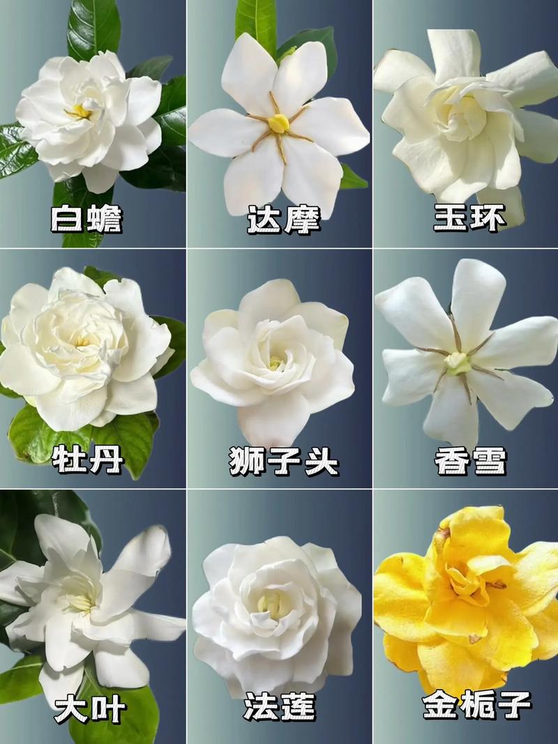 栀子花花期后怎么养护？栀子花花期后怎么养护和浇水？-第6张图片-优品飞百科